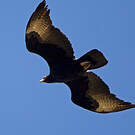 Aigle de Verreaux