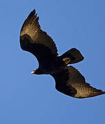 Verreaux's Eagle