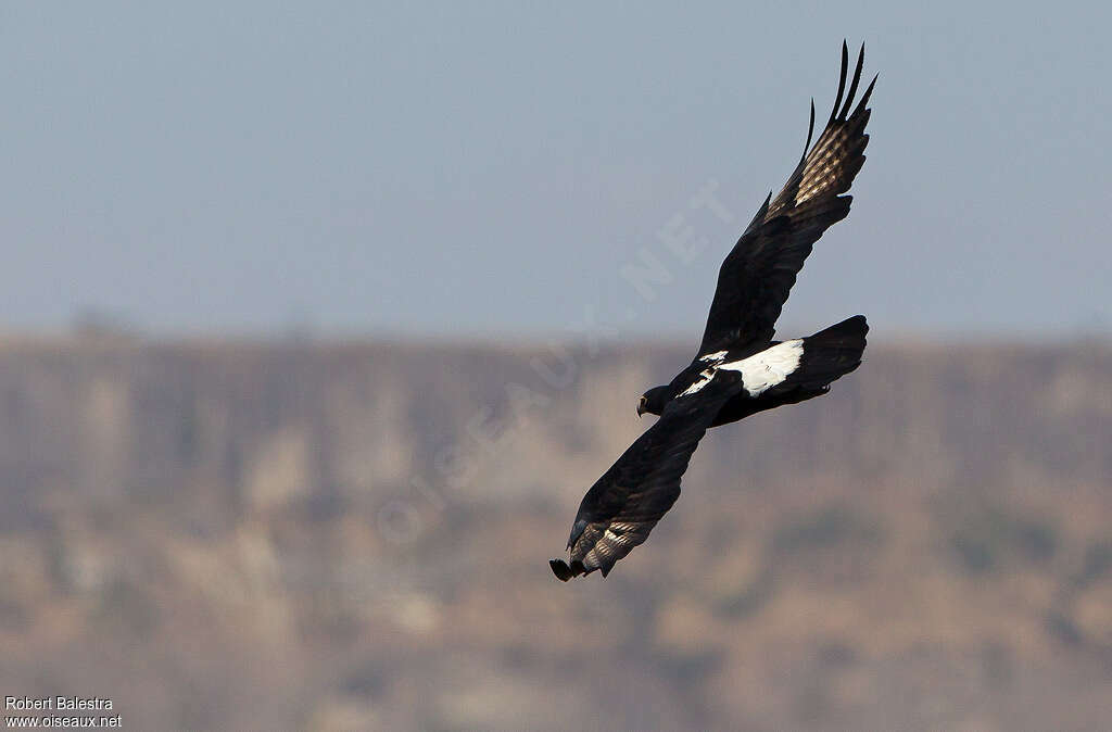 Aigle de Verreauxadulte, Vol