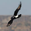 Aigle de Verreaux