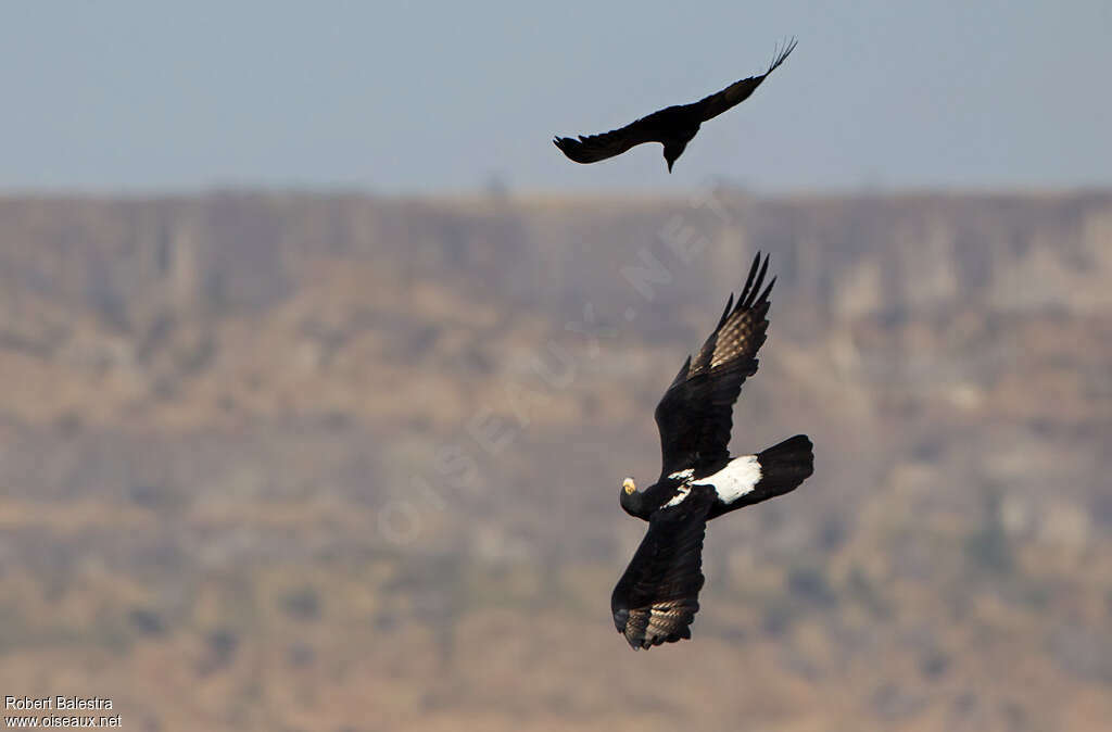 Verreaux's Eagleadult, Flight, Behaviour