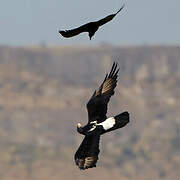 Verreaux's Eagle