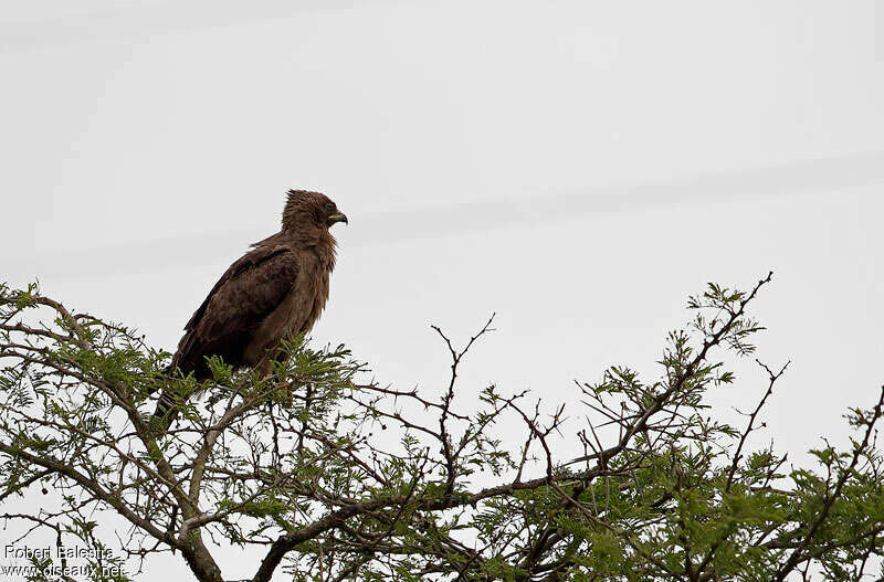 Aigle de Wahlberg, identification