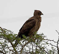 Aigle de Wahlberg