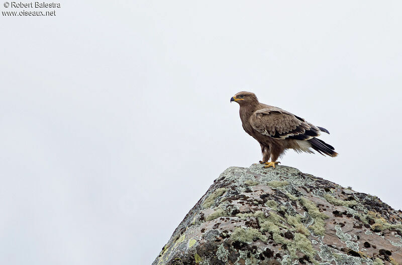 Steppe Eagle