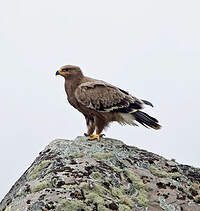 Aigle des steppes