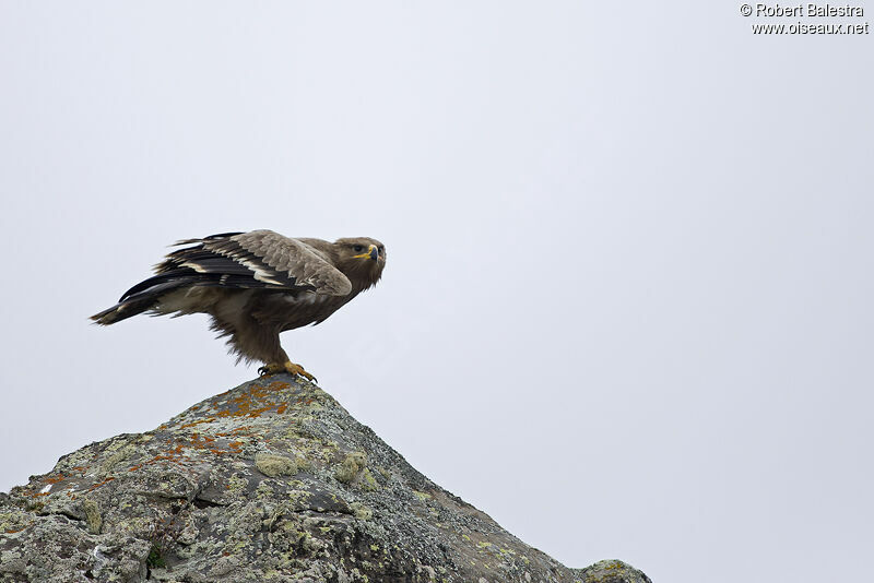 Aigle des steppes