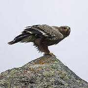 Steppe Eagle