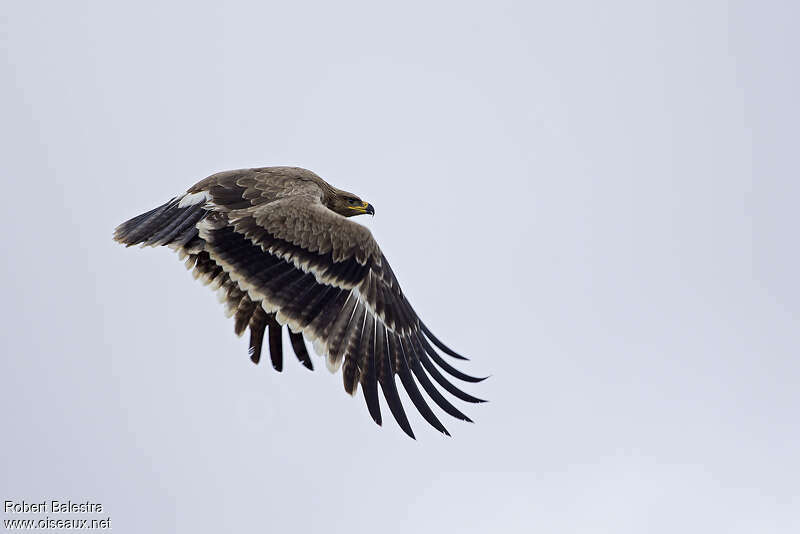 Aigle des steppes1ère année, Vol