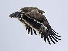 Steppe Eagle