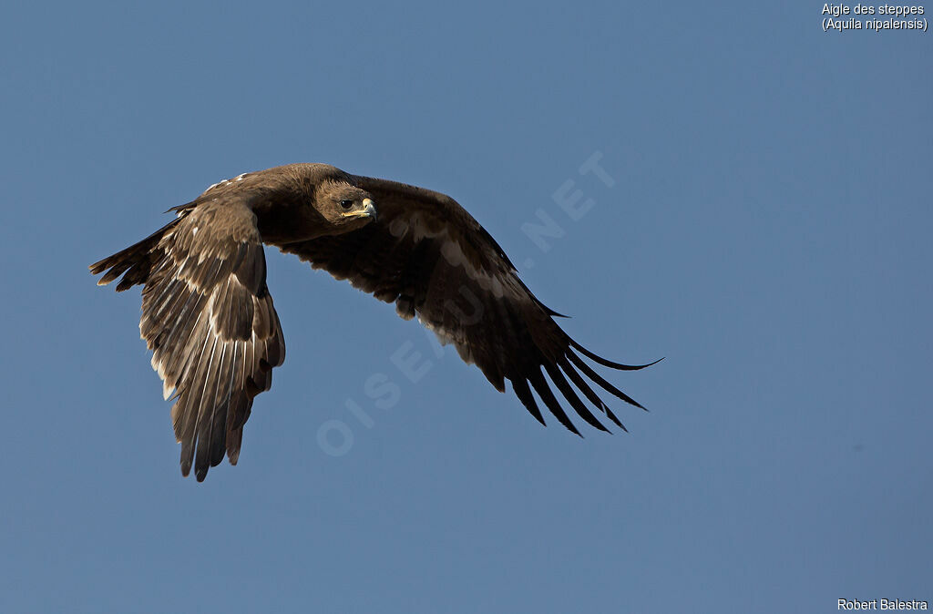 Aigle des steppes