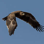 Steppe Eagle