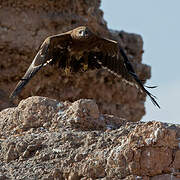 Steppe Eagle