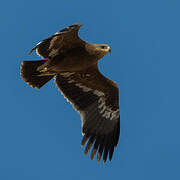 Steppe Eagle