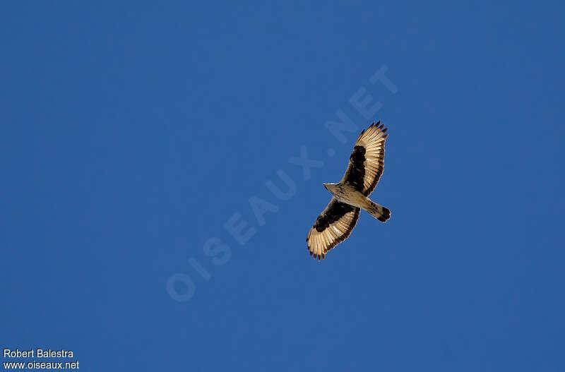 African Hawk-Eagleadult, pigmentation, Flight