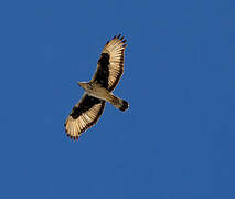 African Hawk-Eagle