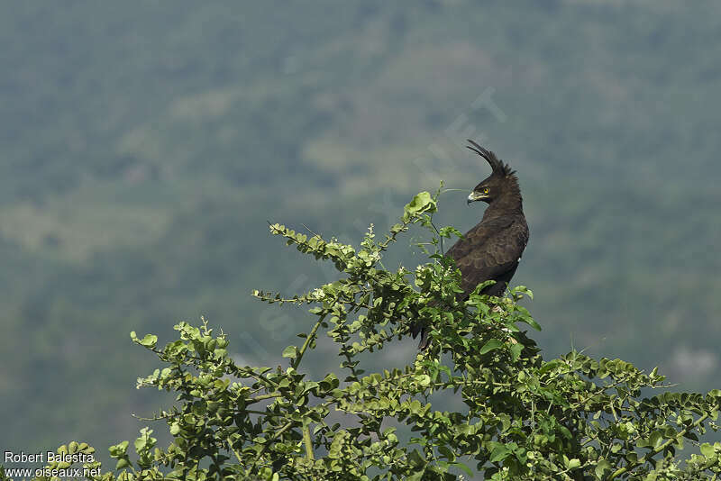 Long-crested Eagleadult