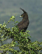 Long-crested Eagle