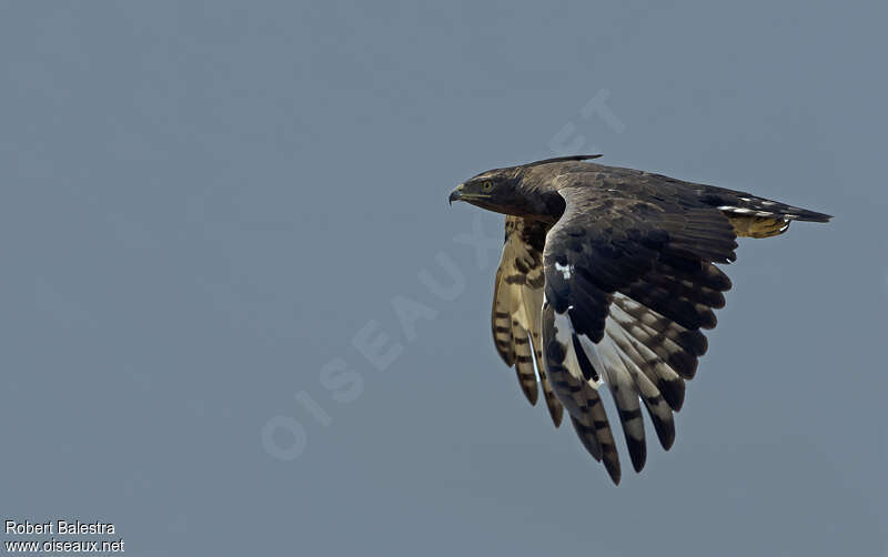 Long-crested Eagleadult, Flight