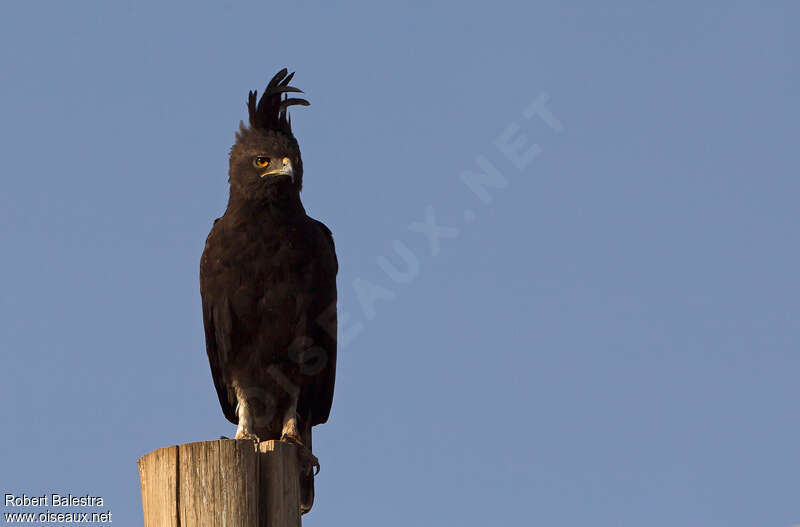 Aigle huppardadulte, portrait