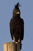 Long-crested Eagle