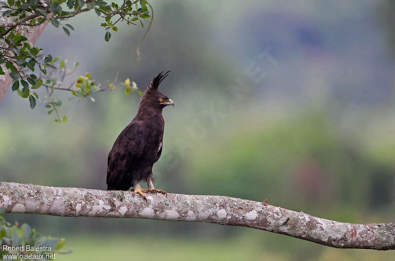 Long-crested Eagleadult, habitat, pigmentation