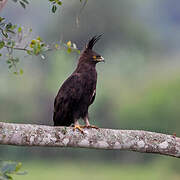 Long-crested Eagle