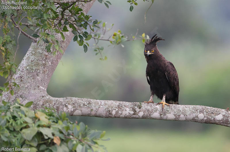 Long-crested Eagle