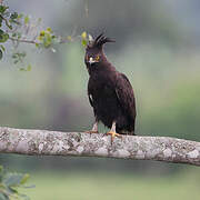 Long-crested Eagle