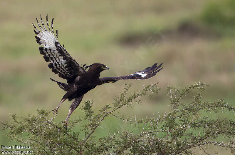 Aigle huppard