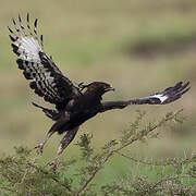 Long-crested Eagle