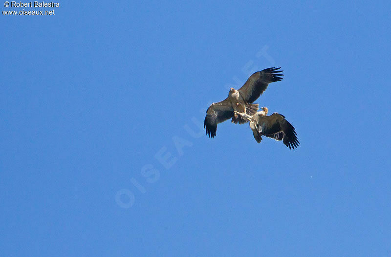 Aigle ibériquejuvénile, Comportement