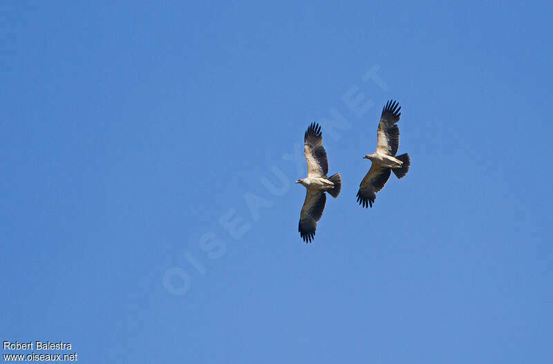 Spanish Imperial Eaglejuvenile, pigmentation, Flight