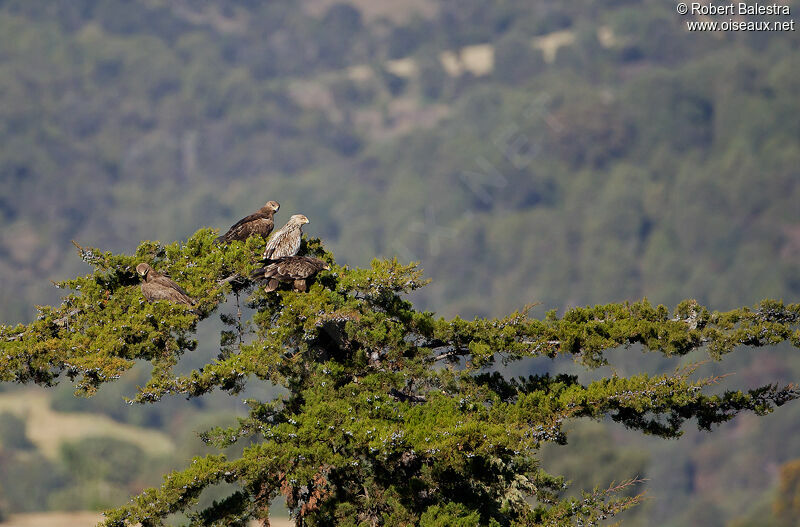 Eastern Imperial Eagle