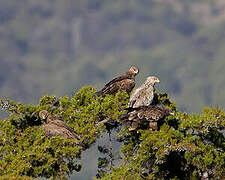 Eastern Imperial Eagle