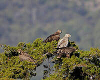 Aigle impérial