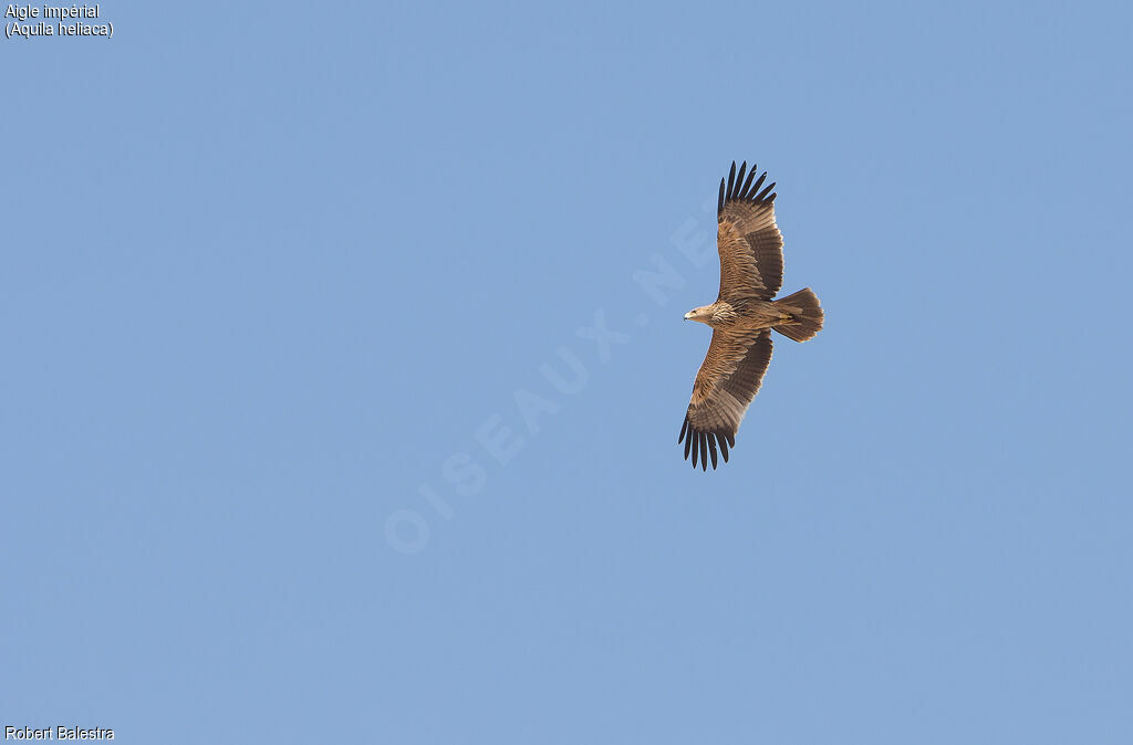 Aigle impérial2ème année