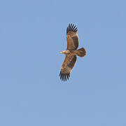 Eastern Imperial Eagle