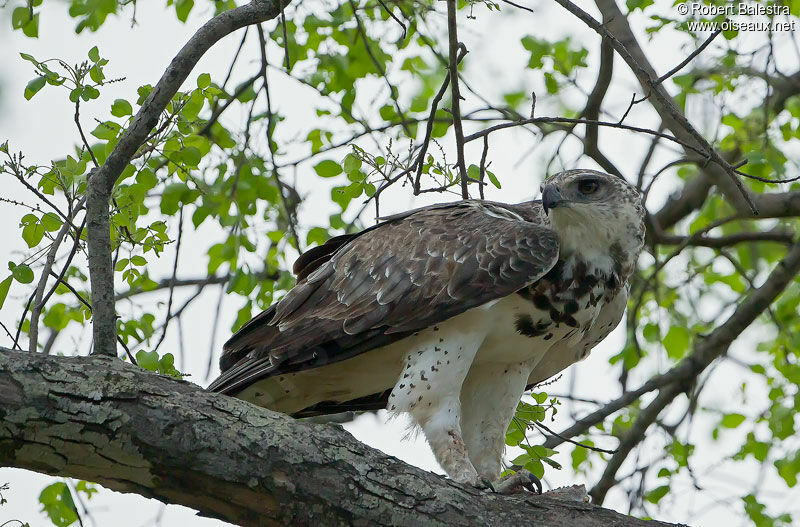 Aigle martialjuvénile