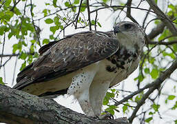 Martial Eagle