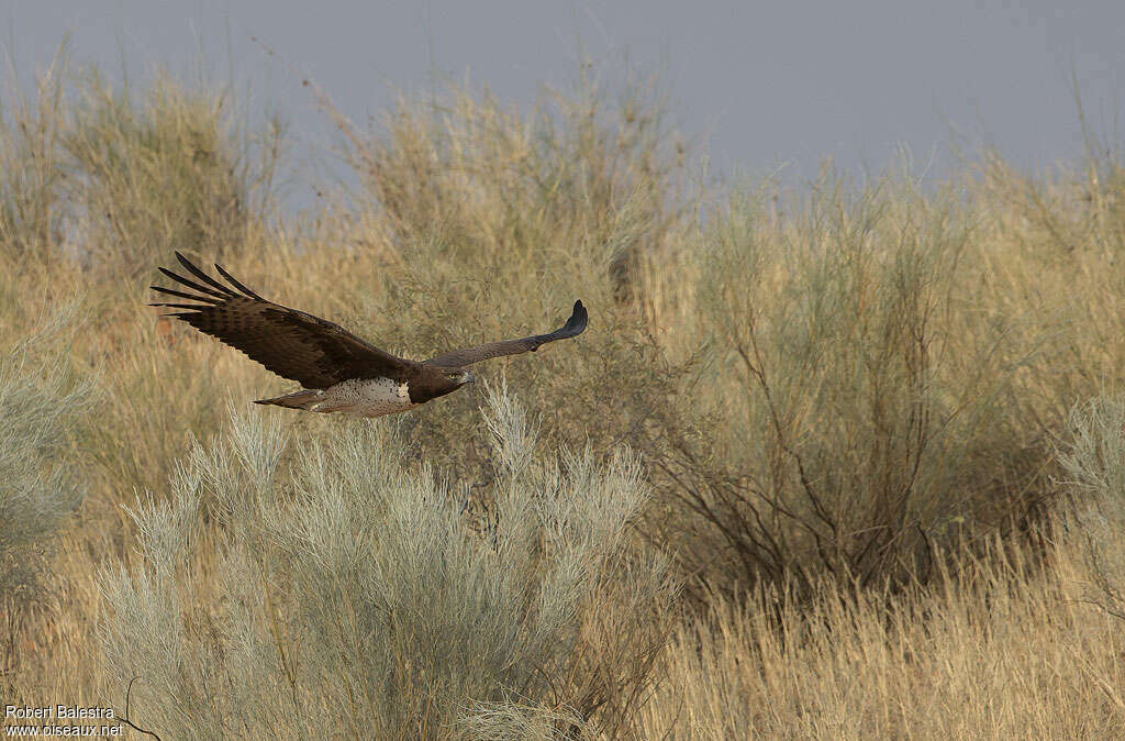 Martial Eagleadult, habitat, Flight