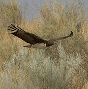 Martial Eagle