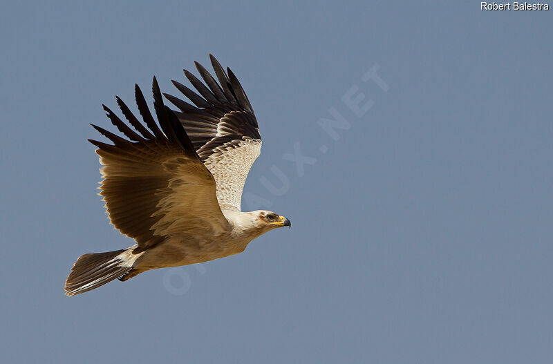 Aigle ravisseur, Vol