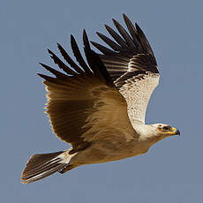 Aigle ravisseur