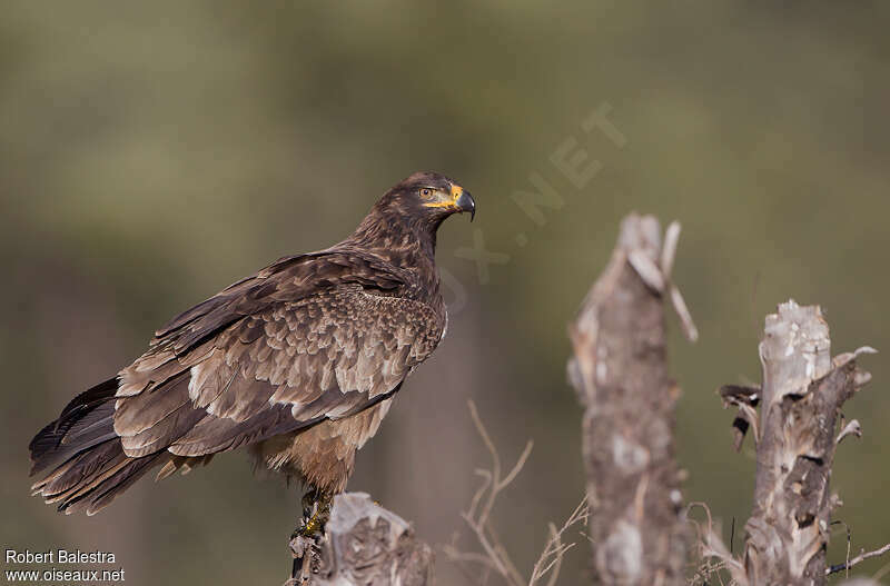 Tawny Eaglesubadult, moulting, pigmentation