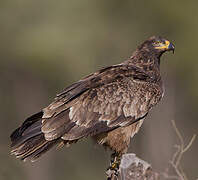 Tawny Eagle