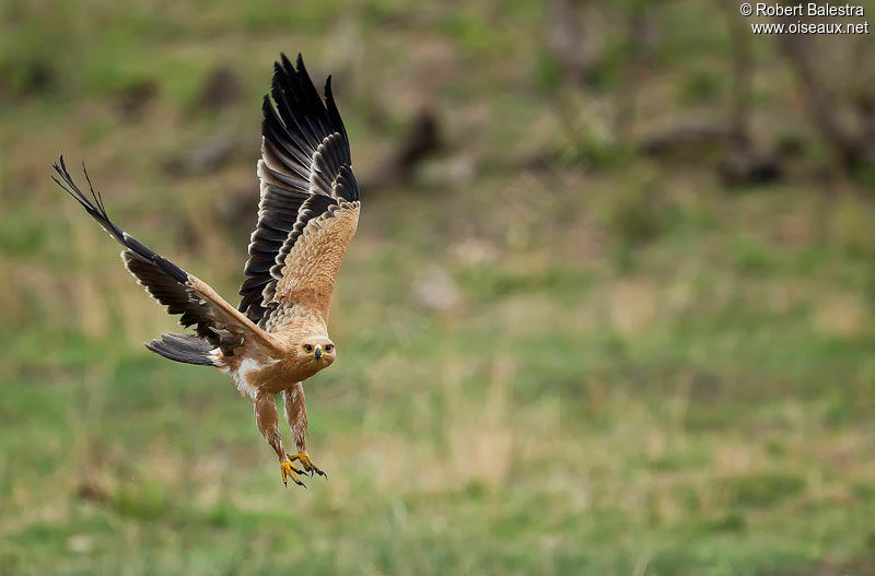 Aigle ravisseur