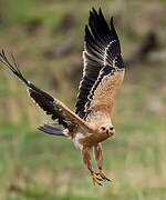 Tawny Eagle