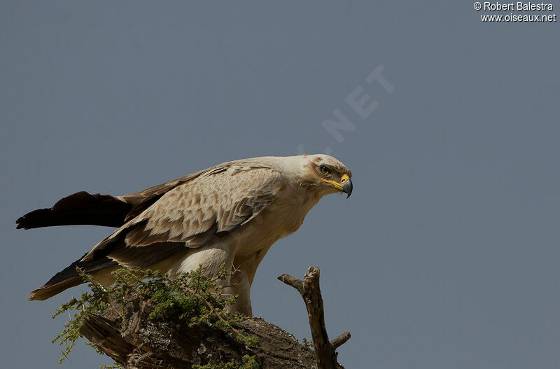 Aigle ravisseur