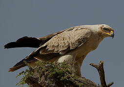 Aigle ravisseur